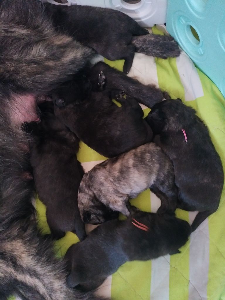 CHIOTS DISPONIBLES 