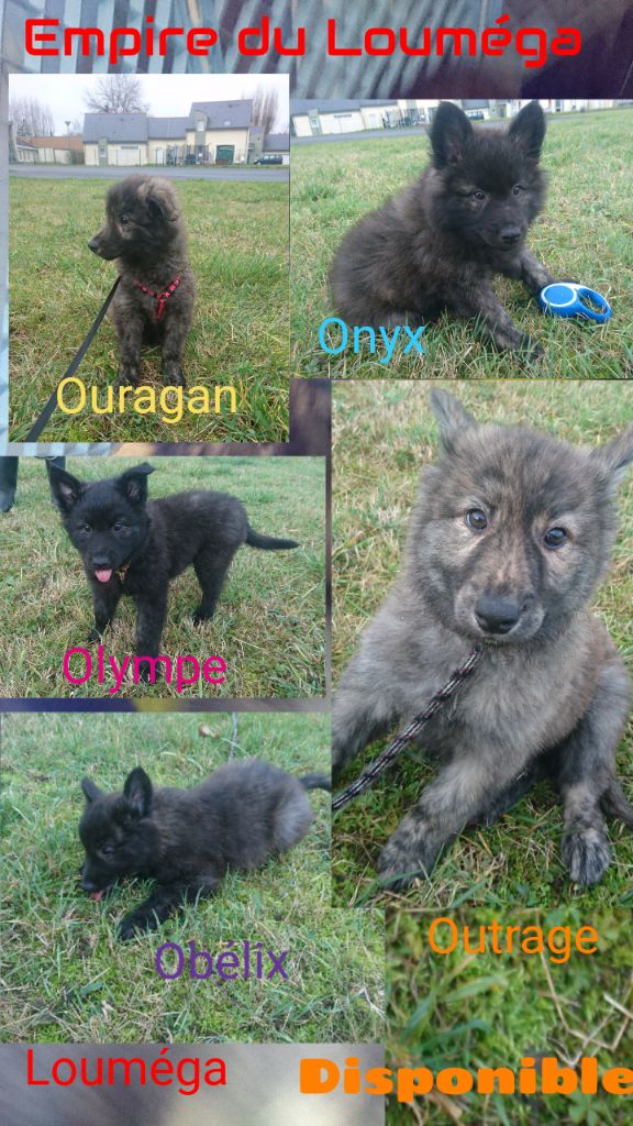 De L'Empire Du Louméga - Chiots disponible à l'élevage 
