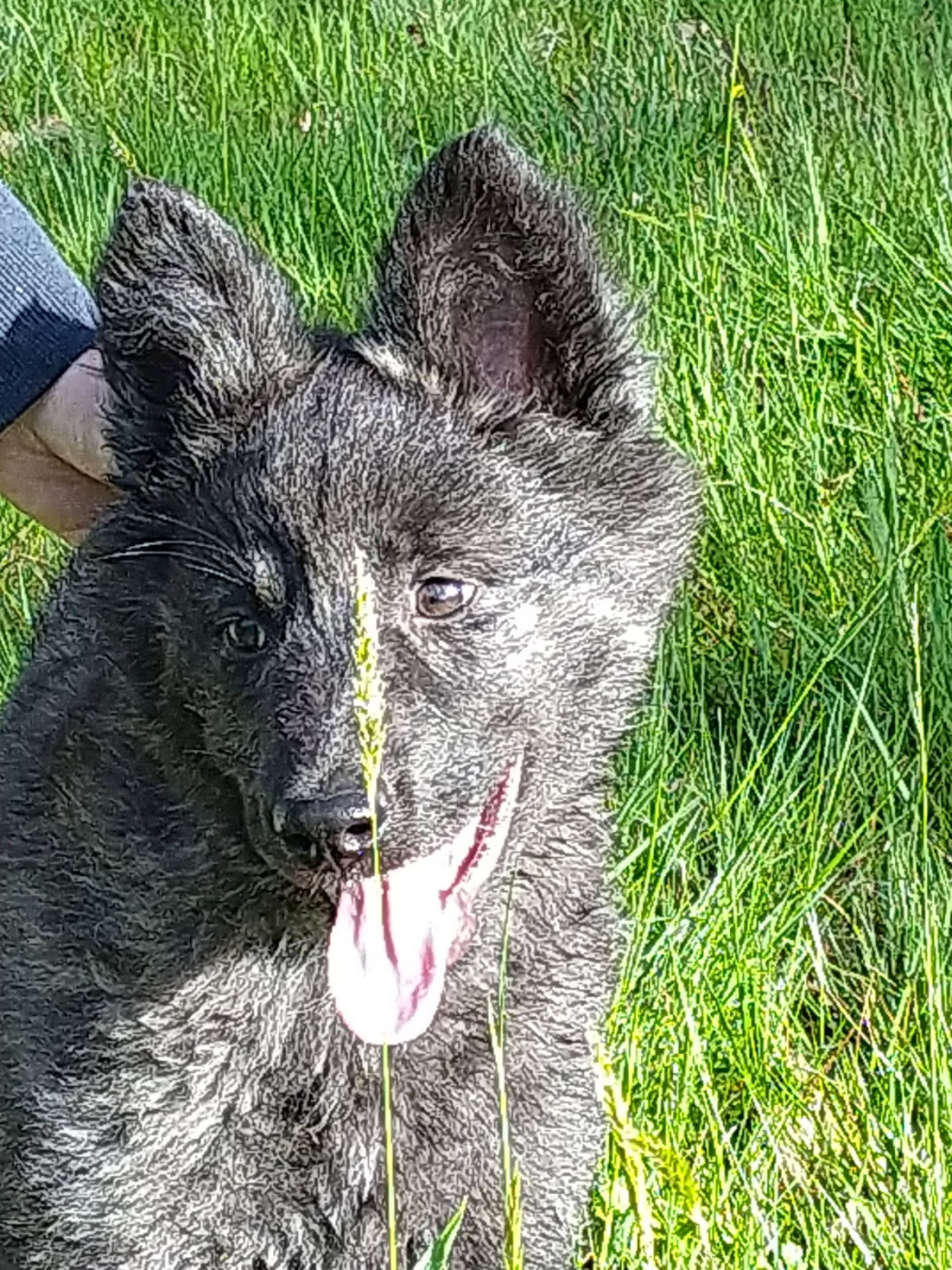 De L'Empire Du Louméga - Chiots disponibles - Berger hollandais
